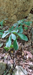 Euphorbia amygdaloides
