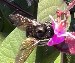Xylocopa californica