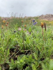 Veronica wormskjoldii