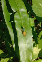 Caryanda spuria