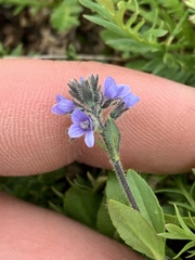 Veronica wormskjoldii