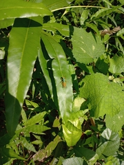 Caryanda spuria