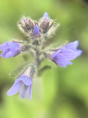 Veronica wormskjoldii