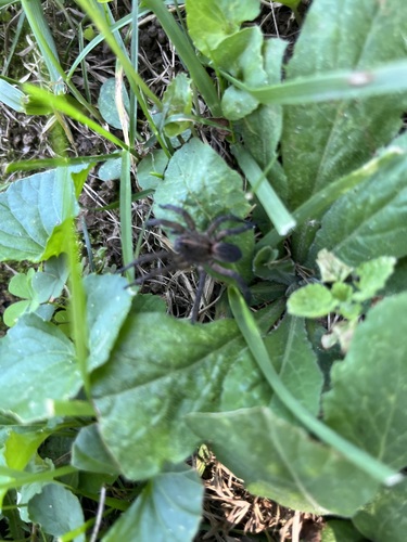 Wetland Giant Wolf Spider, Loudoun County, VA, USA, photo 10 of 10