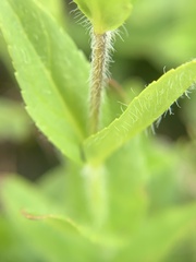 Veronica wormskjoldii
