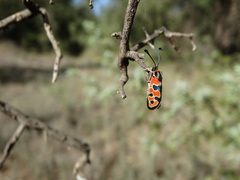 Zygaena fausta