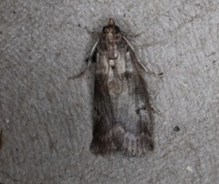 Acrobasis angusella