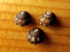 Lirularia iridescens