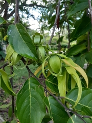 Cananga odorata