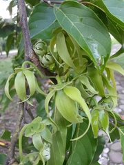 Cananga odorata