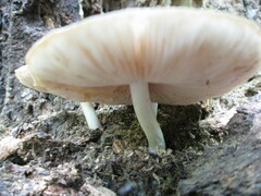 Pluteus americanus