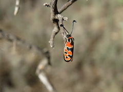 Zygaena fausta