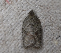 Acleris cornana