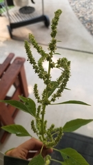 Amaranthus tuberculatus