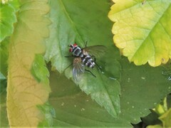 Tachinidae