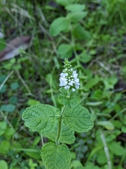 Mentha suaveolens