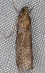Acrobasis