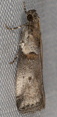 Acrobasis