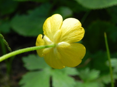Ranunculus lanuginosus