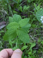 Mentha suaveolens