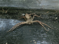 Heteropoda venatoria