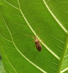 Heteroptera
