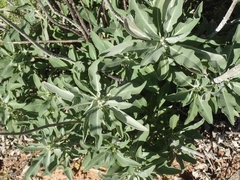 Salvia apiana × mellifera
