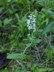 Mentha suaveolens