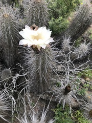 Trichocereus deserticola
