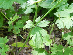 Ranunculus lanuginosus