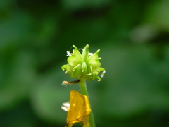 Ranunculus lanuginosus
