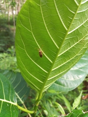 Heteroptera