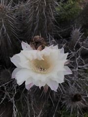 Trichocereus deserticola