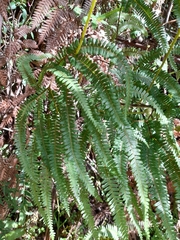 Sticherus squamulosus