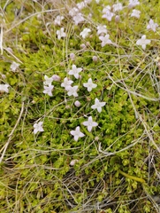 Oldenlandia salzmannii