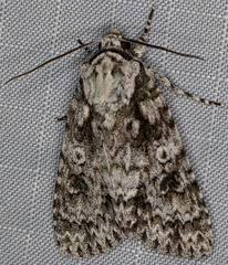 Acronicta marmorata