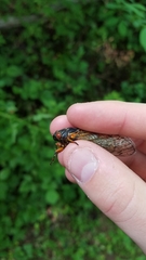 Magicicada septendecim