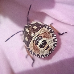 Carpocoris