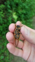 Magicicada septendecim