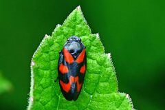 Cercopis vulnerata