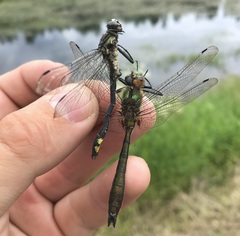 Cordulia aenea aenea