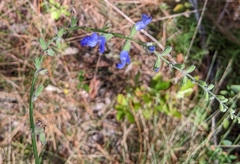 Salvia azurea