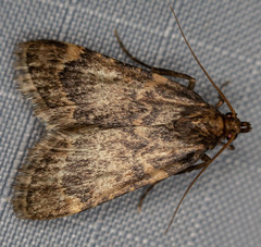 Aglossa cacamica