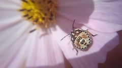 Carpocoris