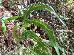 Sticherus squamulosus