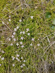 Oldenlandia salzmannii