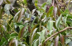 Conirostrum albifrons