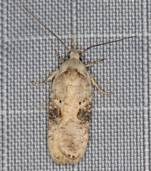 Agonopterix