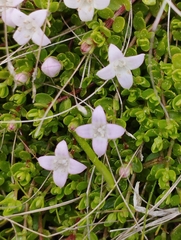 Oldenlandia salzmannii