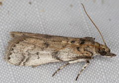 Amyelois transitella